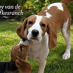 Beagle - olly 1