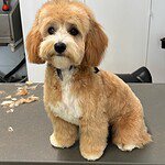 Adorable groomed dog sitting on grooming table at woefkesranch.