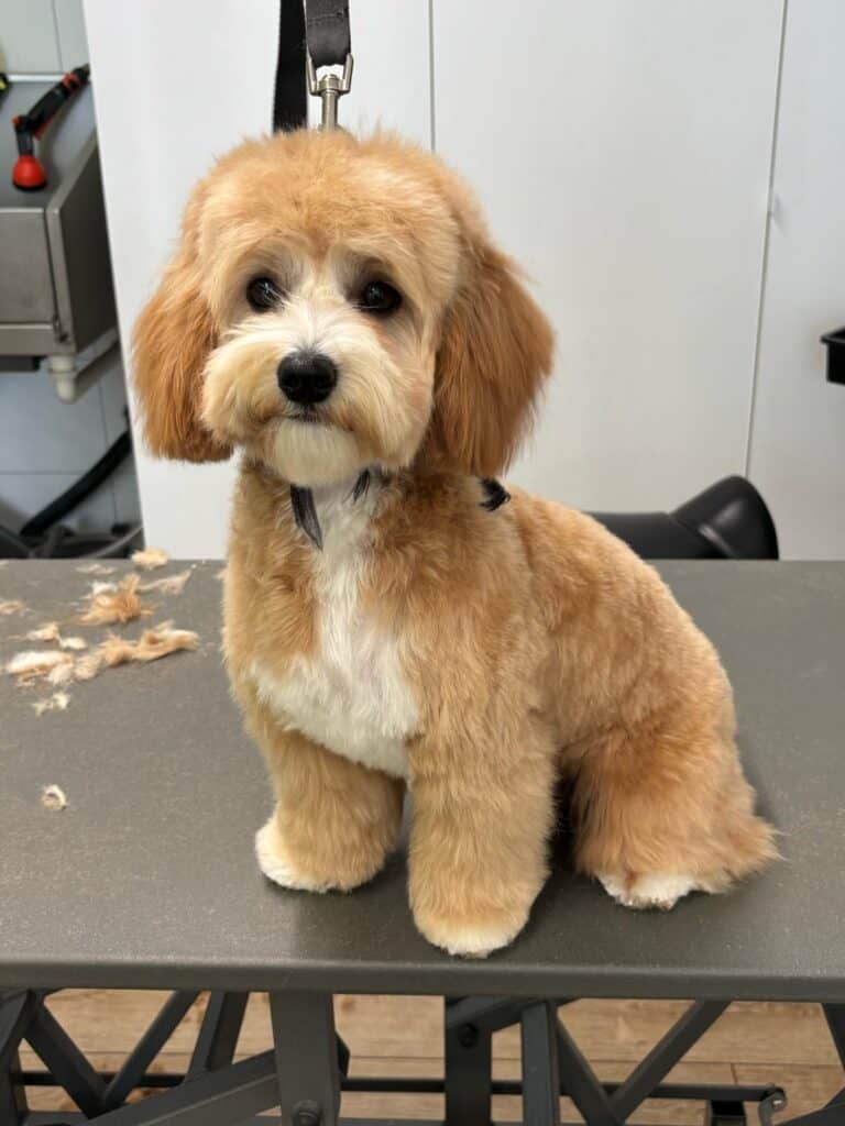 Adorable groomed dog sitting on grooming table at woefkesranch.