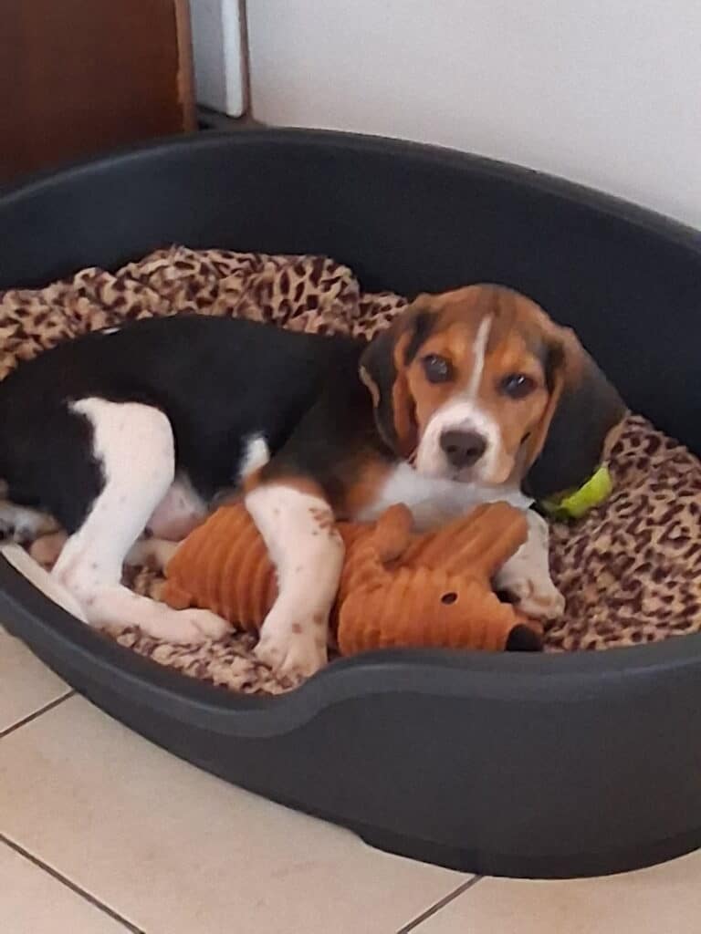 Adorable beagle puppy lying in a dog bed with a plush toy.