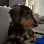 Cute dachshund puppy relaxing on a sofa at woefkesranch.