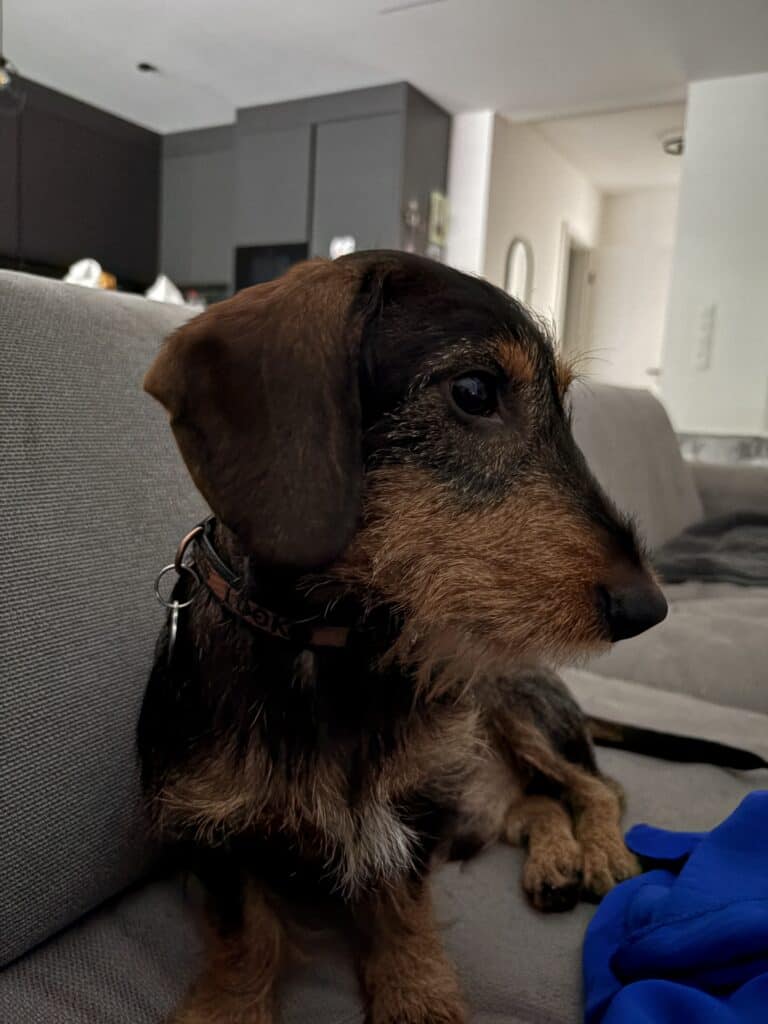 Cute dachshund puppy relaxing on a sofa at woefkesranch.