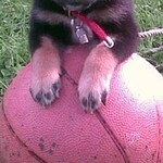 Schattige shiba inu puppy met zwart en tan vacht op een roze bal buiten.