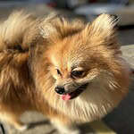 Pomeranian - fluffy 3 Kleine pomeriaan hond met pluizige vacht en vrolijk gezicht.