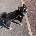 Shiba inu 14