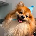Pomeranian - fluffy 2 Gelukkige pomeriaan met blauwe feesthoed en vrolijk gezicht.