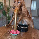 Cute cockapoo puppy with a lit candle on a wooden table.