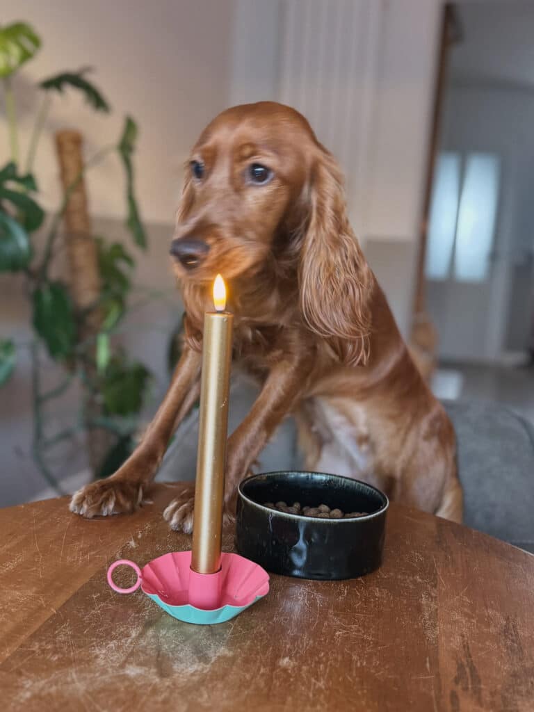 Cute cockapoo puppy with a lit candle on a wooden table.