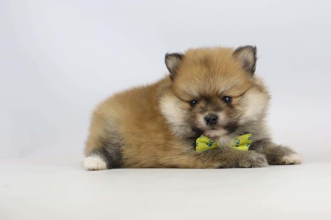 Miniatur-pomeranian-welpe von woefkesranch