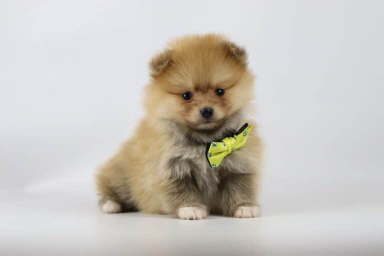 Pomeranian breeder Woefkesranch with a Pomeranian puppy