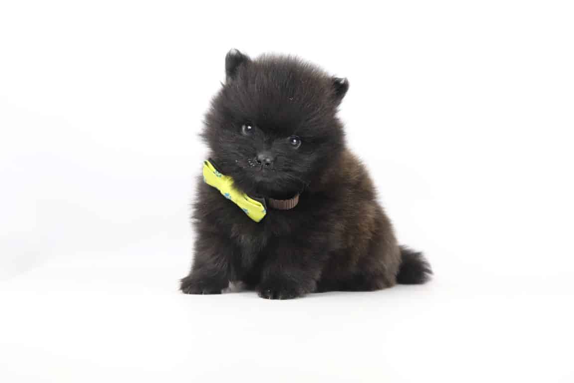 Pomeranian-züchter: pomeranian-welpen in top-qualität 11 Pomeranian-welpe zu verkaufen bei woefkesranch