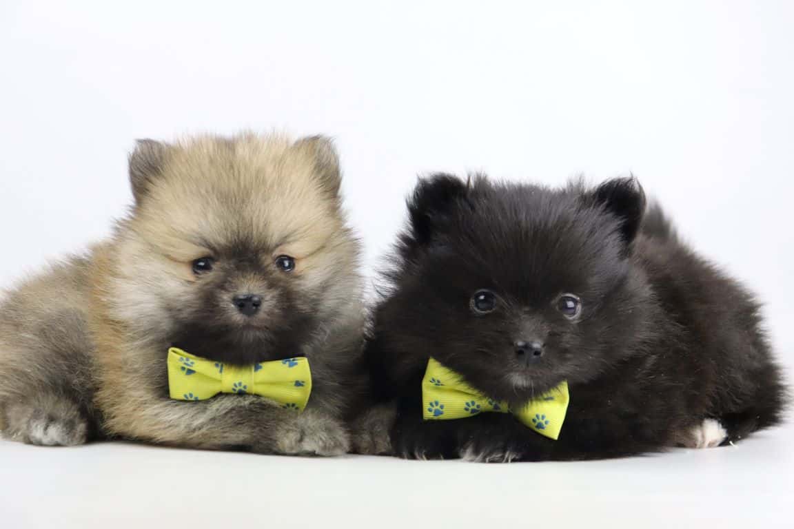 Pomeranian-welpen von woefkesranch