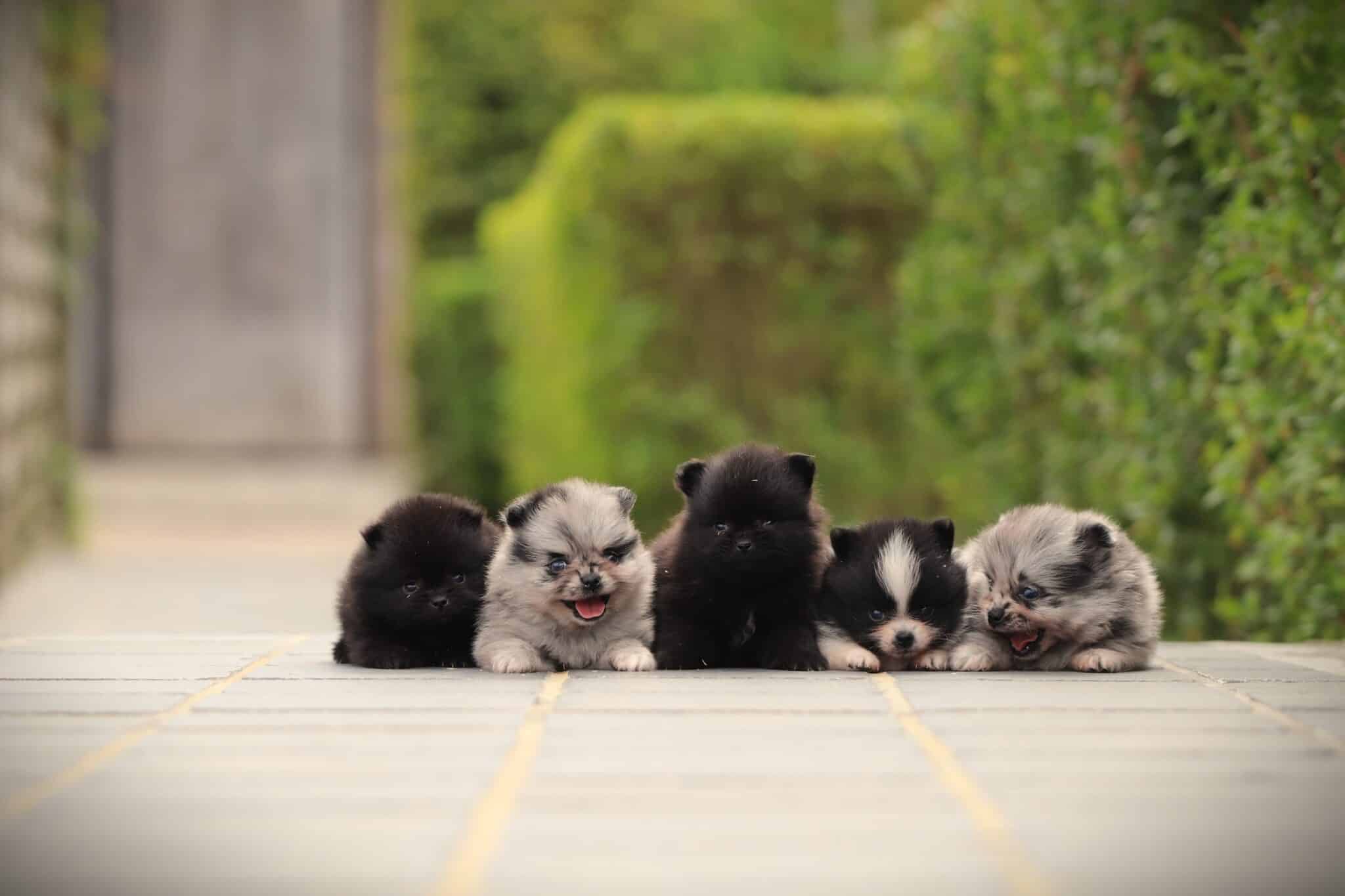 Pomeranian-züchter: pomeranian-welpen in top-qualität 13 Wurf von pomeranian-welpen von woefkesranch