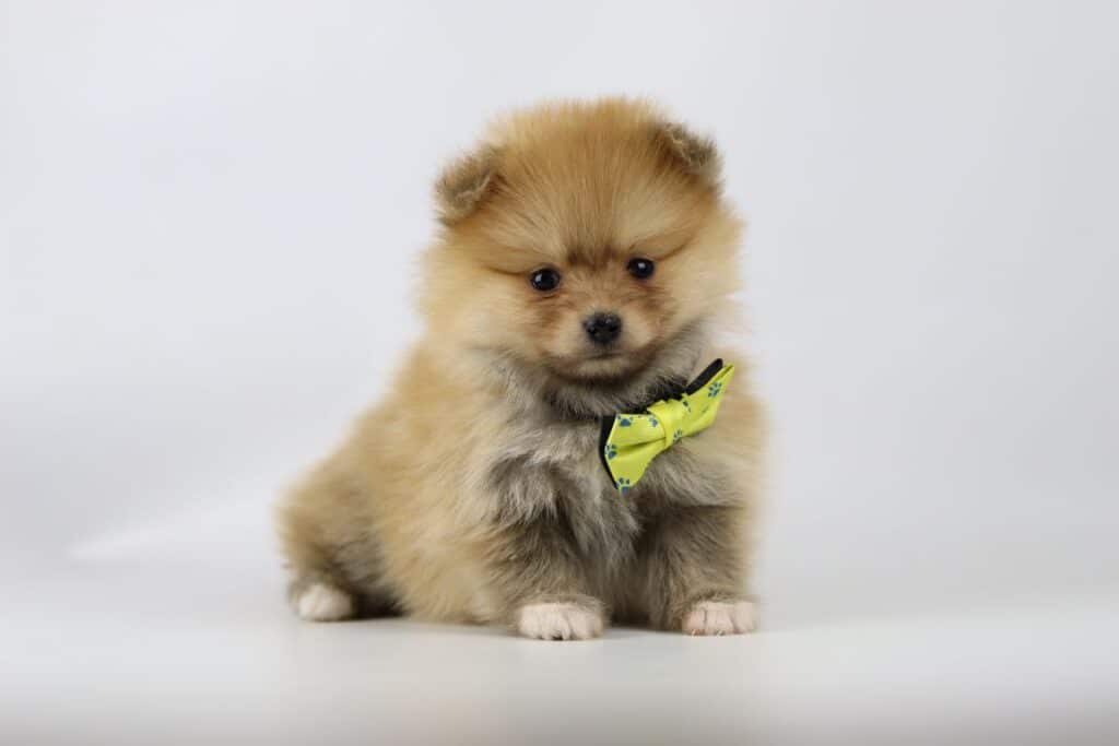 Pomeriaan fokker woefkesranch met een pomeriaan pup