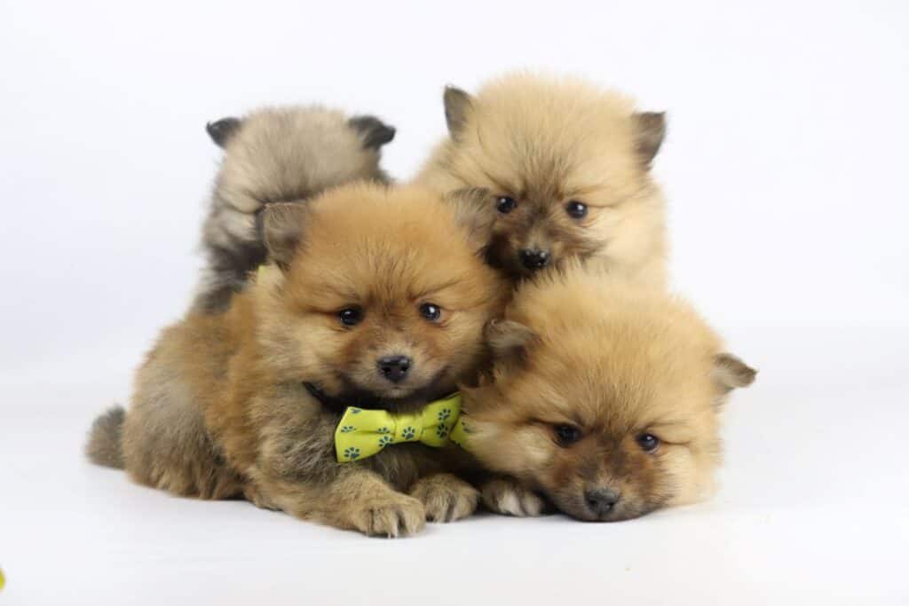Verzorging en gezondheid van een pomeriaan pup