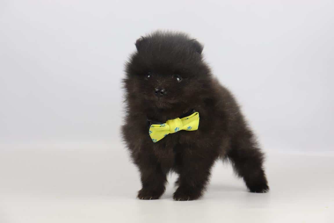 Schwarzer pomeranian von woefkesranch