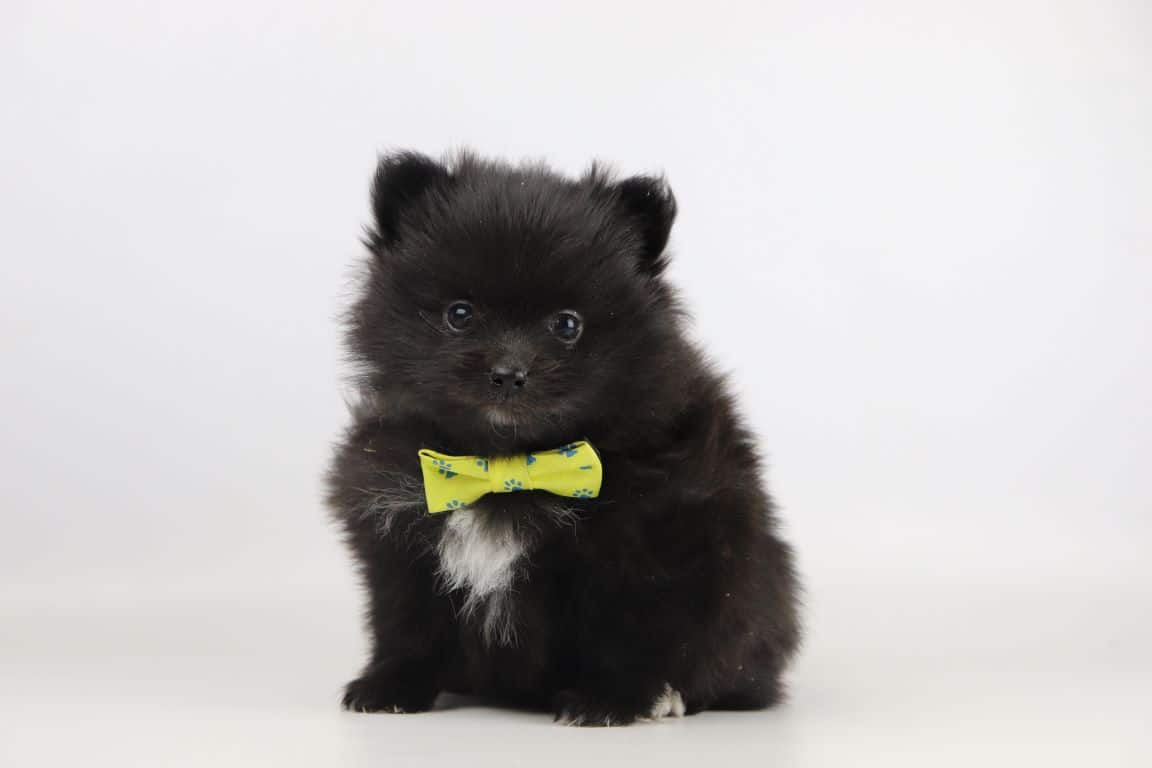 Wat kost een pomeriaan pup bij woefkesranch