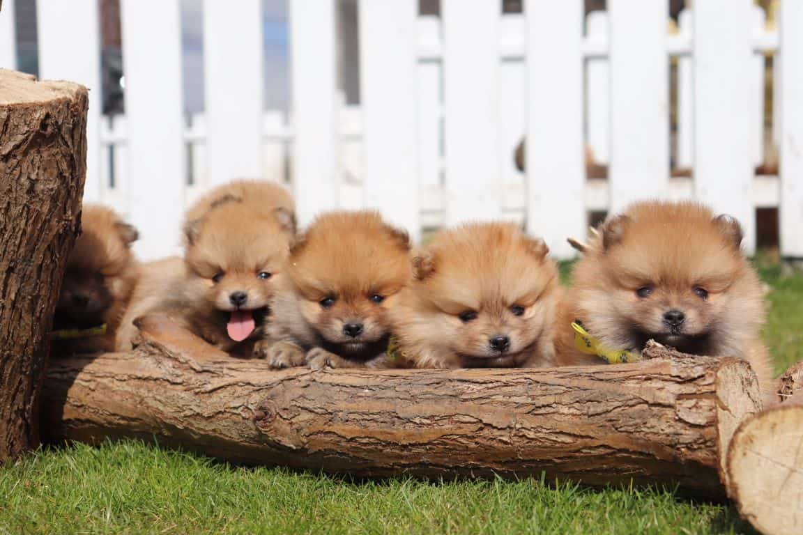 Pomeranian-züchter: pomeranian-welpen in top-qualität 12 Zwergspitz-welpen von woefkesranch