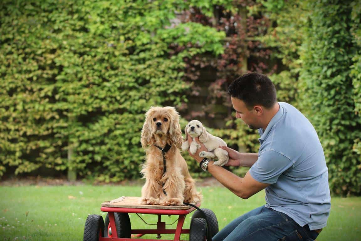 Amerikaanse cocker met pup tijdens de socialisatie bij woefkesranch