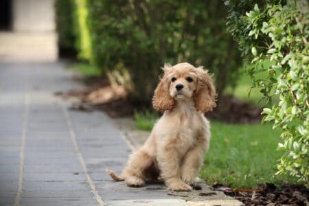 Amerikaanse Cocker puppy te koop