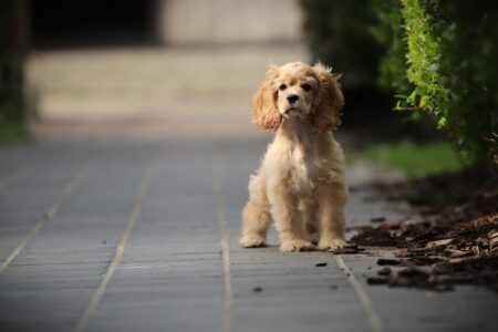 Amerikaanse Cocker puppy te koop