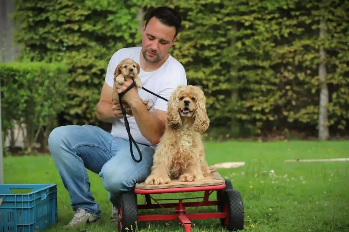 Amerikaanse cocker met pup bij woefkesranch