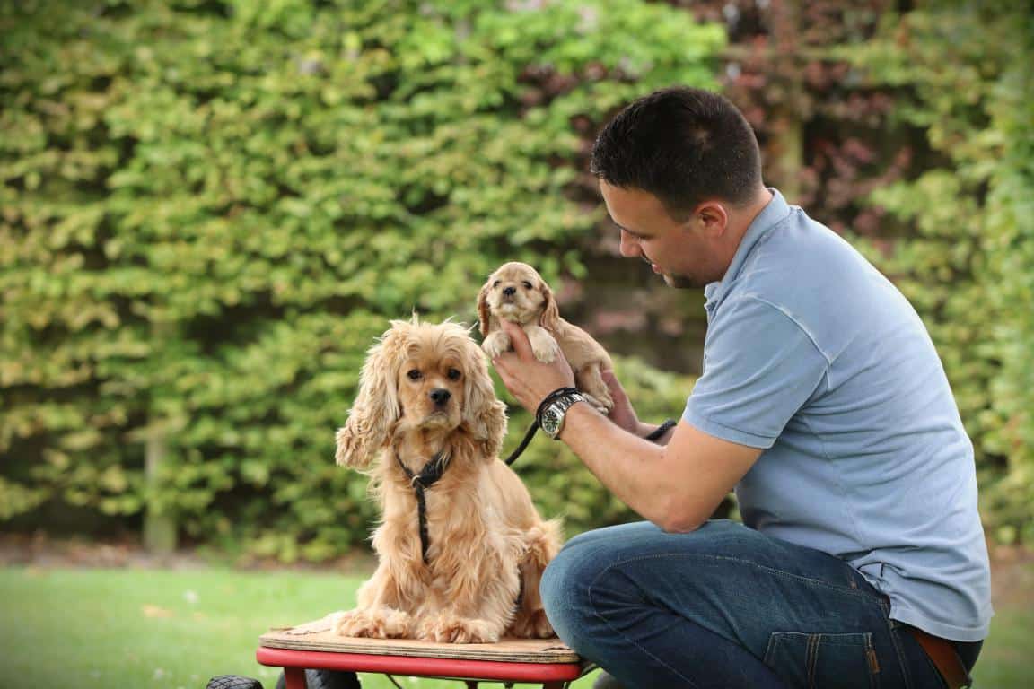 Amerikaanse cocker moeder met pup