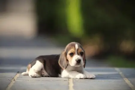 Beagle puppy te koop