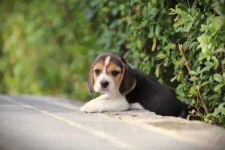 Beagle puppy te koop