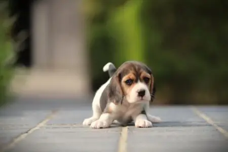Beagle puppy te koop