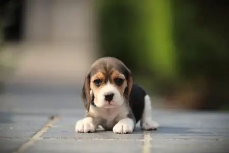 Beagle puppy te koop