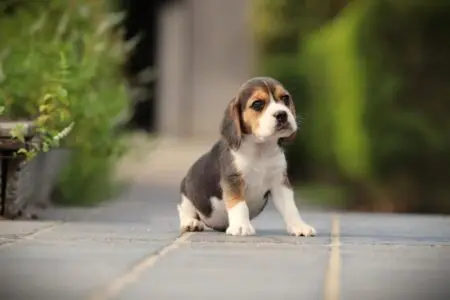 Beagle puppy te koop