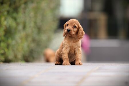 Cockapoo puppy te koop