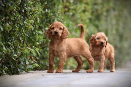 Cockapoo puppy te koop