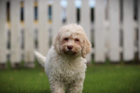 Lagotto Romagnolo puppy te koop