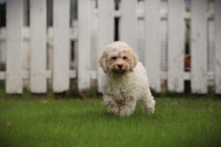 Lagotto Romagnolo puppy te koop