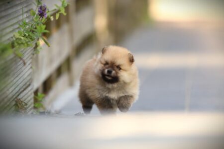 Zwergspitz puppy te koop