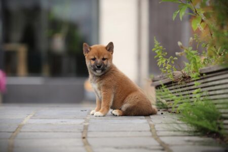 Shiba Inu puppy te koop