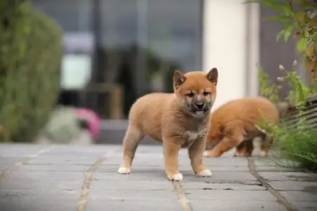 Shiba Inu puppy te koop