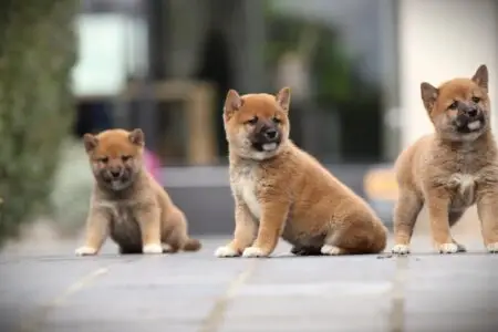 Shiba Inu puppy te koop