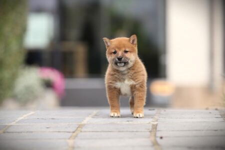 Shiba Inu puppy te koop