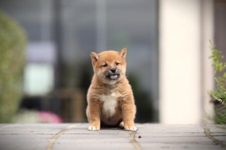 Shiba Inu puppy te koop