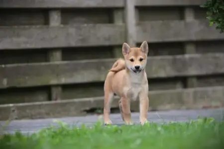 Shiba Inu puppy te koop
