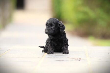 Cockapoo puppy te koop
