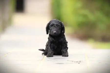 Cockapoo puppy te koop