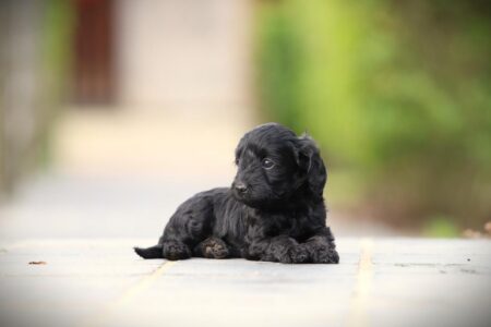 Cockapoo puppy te koop