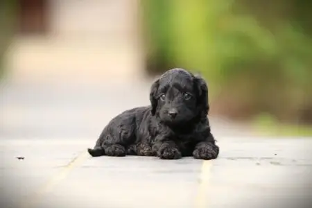 Cockapoo puppy te koop