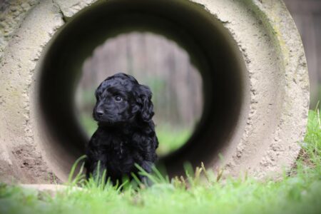 Labradoodle puppy te koop