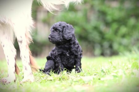 Labradoodle puppy te koop