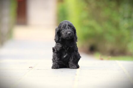 Labradoodle puppy te koop